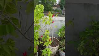 Sleeping Hibiscus Flower Plant ll Wax mallowsPlant ll [upl. by Nawed581]