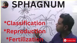 SPHAGNUMBryophytaGametophytic Phase ClassificationMorphologyReproductionFertilization [upl. by Nevah3]