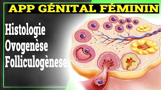 App Génital Féminin Ovogenèse Folliculogènese Hormones  Histologie [upl. by Ritchie]