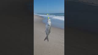 Bluefish are biting along the Space Coast Bait cut mullet and whiting tight lines [upl. by Suirred784]