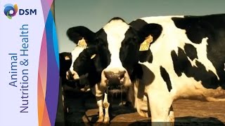 DSM ROVIMIX® BetaCarotène  Pour Améliorer La Fertilité Des Vaches Laitières Français [upl. by Anuaik]