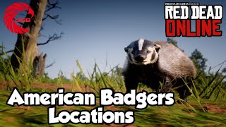 American Badger Locations rdr2 Online  Red Dead Online American Badgers Location Guide [upl. by Bianka]