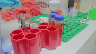 HLA typing and antibody detectionSerology basedThai [upl. by Andrien]