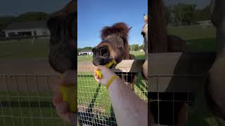 Horse Loves Double Banana  🍌 🐴 horse mustangs icelandic [upl. by Timotheus682]