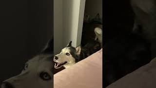 Meet Kira The Talking Husky [upl. by Olivier]