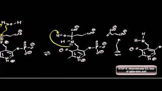 Biochemistry  Transaminase Mechanism Pyruvate Conversion to LAlanine [upl. by Deering]