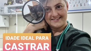 IDADE IDEAL PARA CASTRAR CÃES E GATOS [upl. by Harrell]