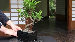 My Ficus Bonsai is dropping leaves [upl. by Aramois]