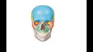 Busted series  Foramen Rotundum or Round Foramen I DMA Chennai [upl. by Shaum]