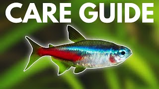 How to Care for Neon Tetras Beginner Guide [upl. by Eixirt191]