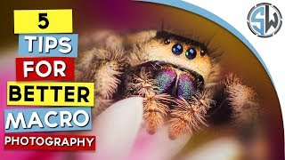 5 tips for better macro photography [upl. by Eelsew]