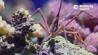 Panamic Arrow Crab Up Close and Personal [upl. by Ecirtap]