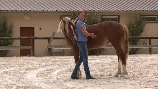 How to teach a young horse to quotYield the Hindquartersquot [upl. by Sherborne42]