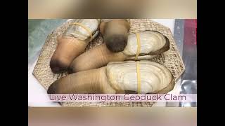 Buy Live Washington Geoduck Clam Singapore [upl. by Lothar663]