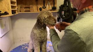 Lagotto Romagnolo klip  Lagotto grooming [upl. by Claudine]