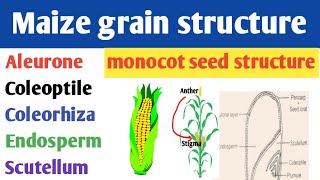 Structure of maize grain  Endospermic seed structure  monocot seed structure  Scutellum [upl. by Sivi]