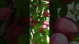 the season fruits in Jaghori jowe now village [upl. by Eriuqs]