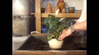 Tips for Successfully Growing a Peace Lily  Repotting a Peace Lily  Houseplants [upl. by Desmond]