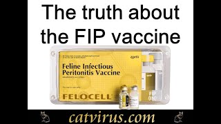 The Truth About the Feline Infectious Peritonitis Vaccine [upl. by Eilatan]