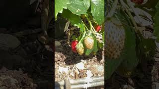 Flamboyant strawberries in the garden [upl. by Ordisi]