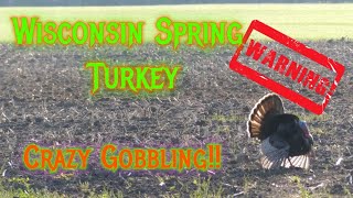 Wisconsin Spring Turkey Crazy Gobbling Action [upl. by Knowle]