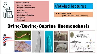 Haemonchosis in sheep and goat A challenging parasitic infection AZ [upl. by Nordin]