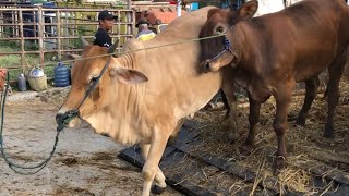 funny cow unloading from truck at the marketcow sound videos for kidsbig cowjumbo cow [upl. by Drawoh]