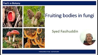 Fruiting bodies in fungi [upl. by Vaios51]