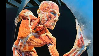 BODY WORLDS at the Science Museum of Virginia [upl. by Zarihs]