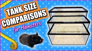 Tank Size Comparisons for Hamsters [upl. by Sedgewick680]