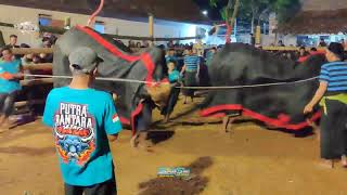 BANTENGAN  PUTRA BANTARA Full Kalapan Live Banjarejo Pakis [upl. by Gunthar]