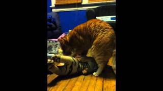 Cat humping a toy tiger [upl. by Airamahs]