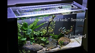 Low tech planted tankquot Serenityquot [upl. by Kcerred]