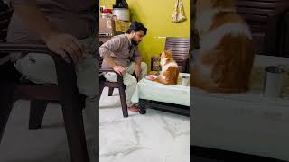 billu ki chalakiya 🤣😁comedy shorts ytshorts funny viralvideo song cat viral youtubeshorts [upl. by Westlund]