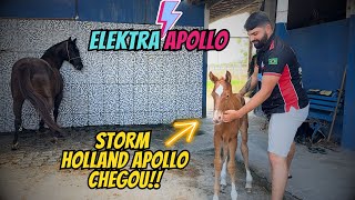 NASCEU O POTRO DO JECK HOLLAND X ELEKTRA APOLLO [upl. by Vaclav]