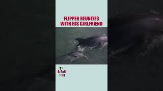 Flipper Reunites With His Girlfriend  Flipper Shorts [upl. by Nnyluqcaj]