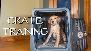 Labrador Retriever Crate Training Your Puppy  How To Avoid Separation Anxiety With Your Dog [upl. by Kaile806]