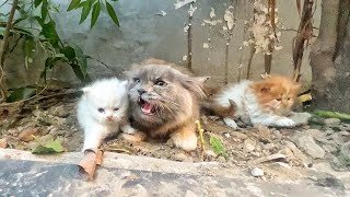 Angry Mother cat protects her Kittens and doesnt let anyone approach them [upl. by Romilda]