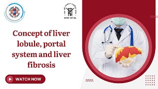 Concept of liver lobule portal system and liver fibrosis [upl. by Gilburt]