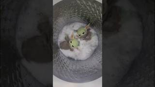 Wash your Bum Bum Wash your Bum Bum funny memes youtubeshorts lol comedy cocomelon babyyoda [upl. by Eehc]