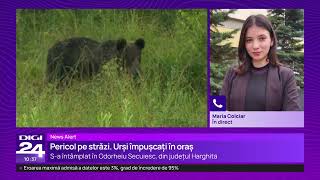 O ursoaică și puiul ei au fost împușcați pe o stradă din Odorheiu Secuiesc [upl. by Mab310]