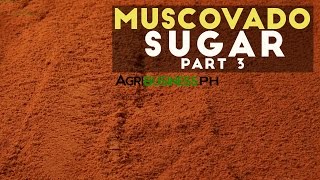 How to cook muscovado sugar  Muscovado sugar Part 3 Agribusiness [upl. by Meelas]