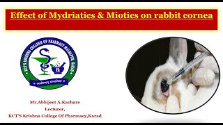 Expt no 14 amp 15 Effect of Mydriatics amp Miotics on rabbit cornea [upl. by Hunsinger134]