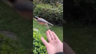 Sunflower Seeds Are A Great Snack For Garden Birdsshortvideocutebirdspinaylifeinfukuoka8254 [upl. by Nilorac]