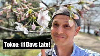 Tokyo Cherry Blossoms Arrive 11 Days Late [upl. by Brenner]