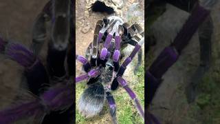 Pamphobeteus insignis Colombia 💜 Purple tarantula pairing [upl. by Rochemont]