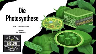 Lichtreaktion der Photosynthese einfach erklärt für Abitur LEISTUNGSKURS Biologie HD [upl. by Kenji]