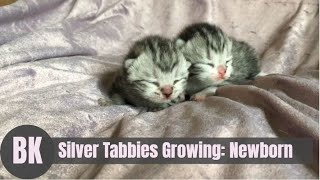 Cute Baby Silver Tabby British Shorthair Kittens [upl. by Nneb]