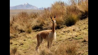 15 RESERVAS NACIONALES DEL PERÚ 2020  PAMPAS GALERAS  JUNÍN  PARACAS  LACHAY  SALINAS  CALIPUY [upl. by Narrat607]