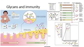 Glycans and Immunity Code 415 [upl. by Ludeman]